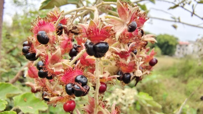 植物果实欣赏：“灰白毛莓”果实