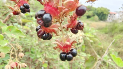 植物果实欣赏：“灰白毛莓”果实