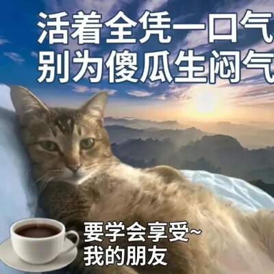 猫猫表情包