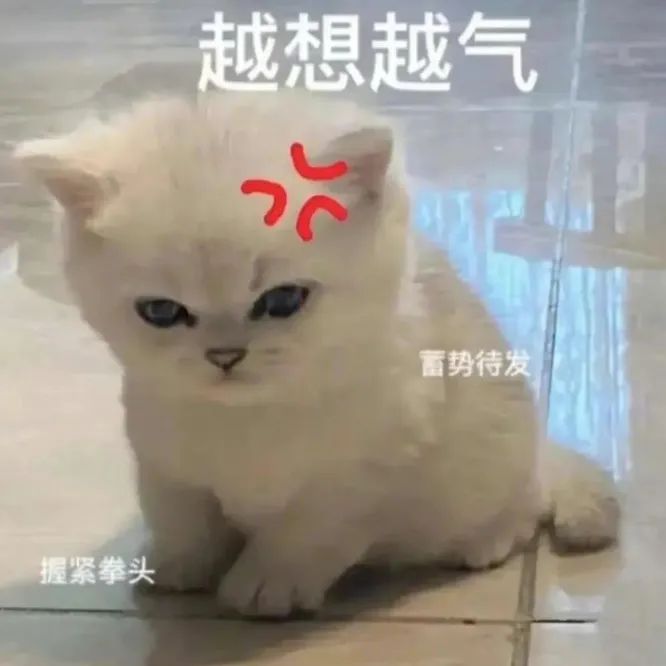 猫猫表情包