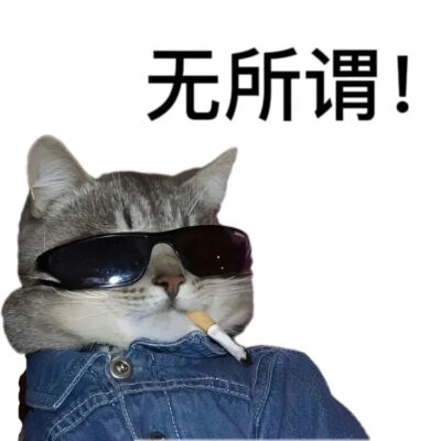 猫猫表情包