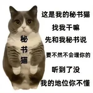 猫猫表情包