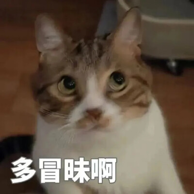 猫猫表情包