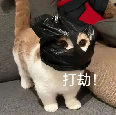 猫猫表情包