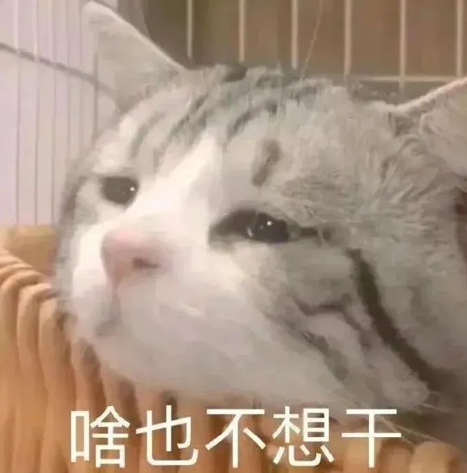 猫猫表情包