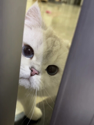 猫咪头像