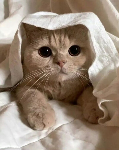 猫咪头像