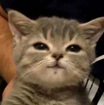 猫咪头像