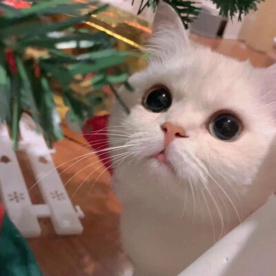 猫咪头像