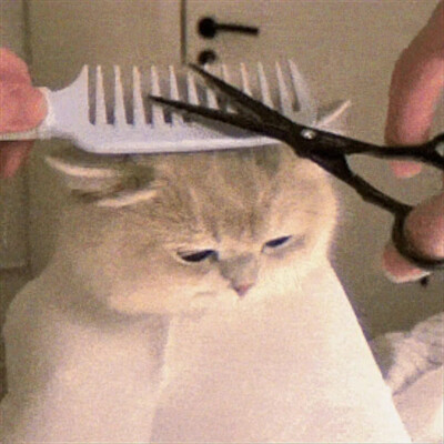 猫咪头像