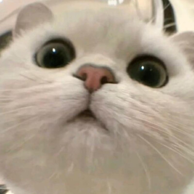 猫咪头像