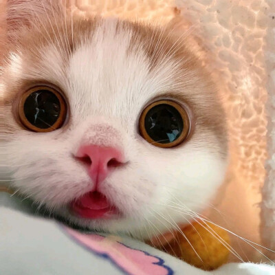 猫咪头像