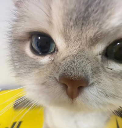 猫咪头像
