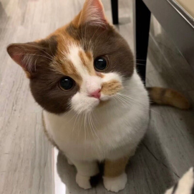 猫咪头像