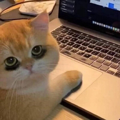 猫咪头像