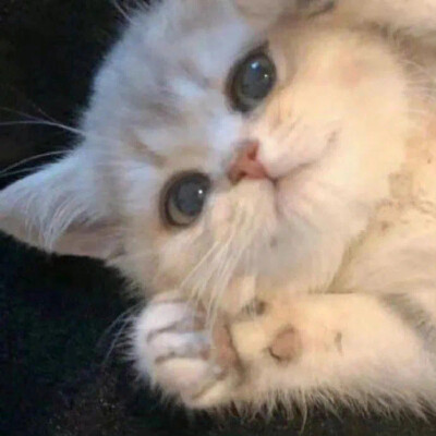 猫咪头像