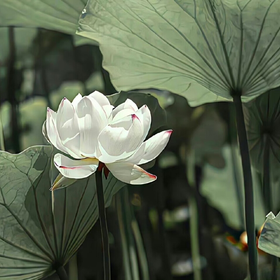 荷花 荷叶 背景图