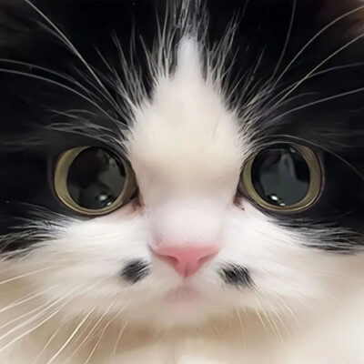 猫咪头像