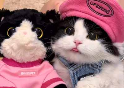 猫咪头像
