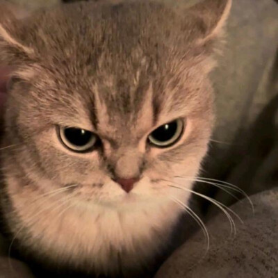 猫咪头像