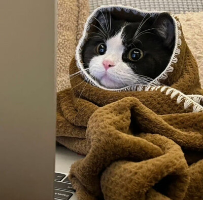 猫咪头像