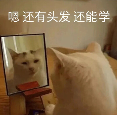 表情包 猫猫