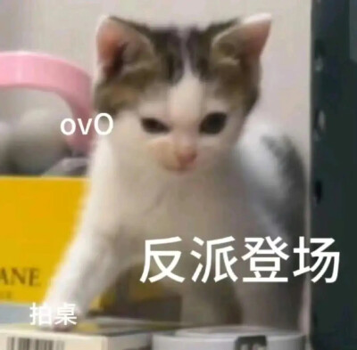 表情包 猫猫