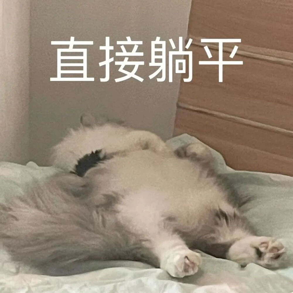 表情包 猫猫