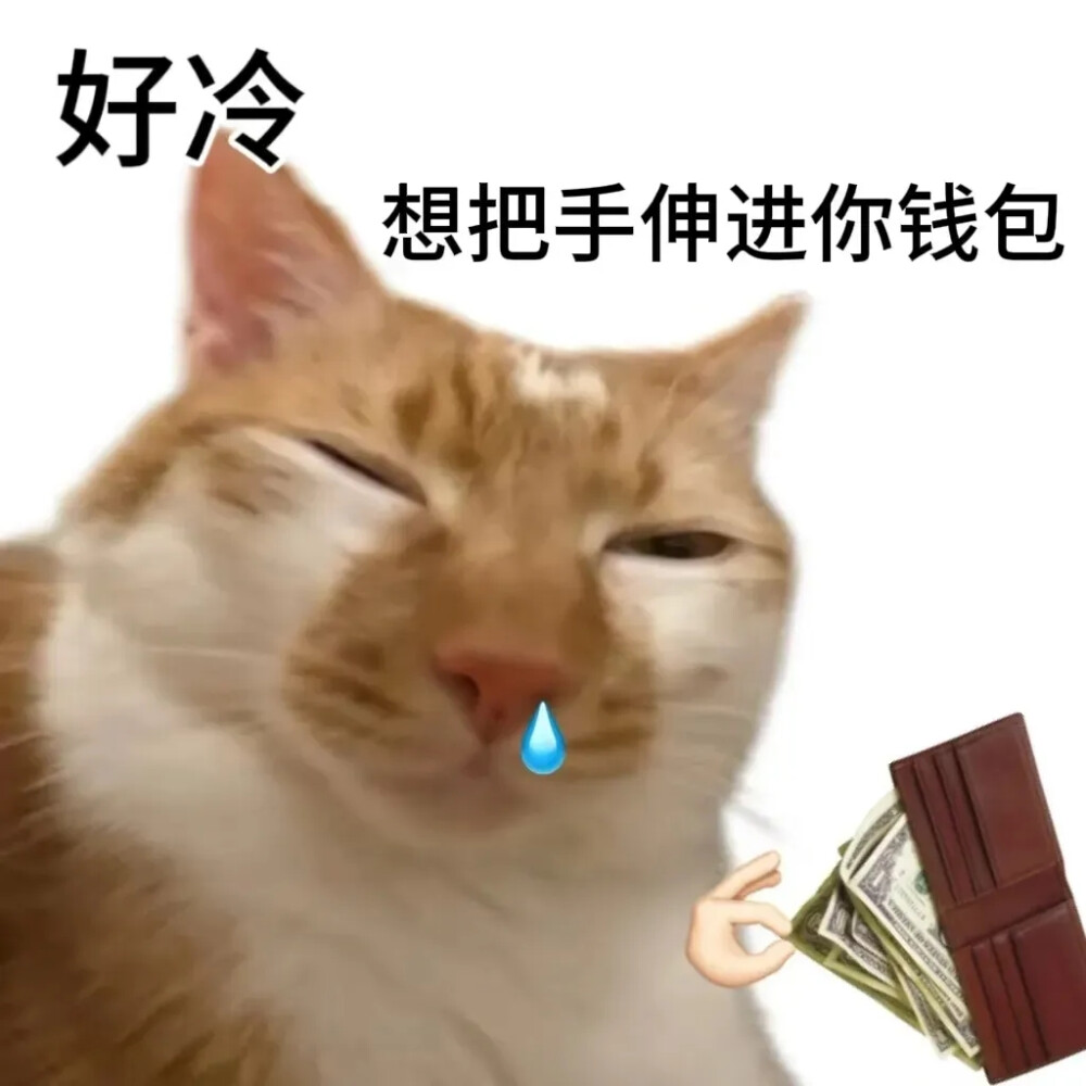 表情包 猫猫