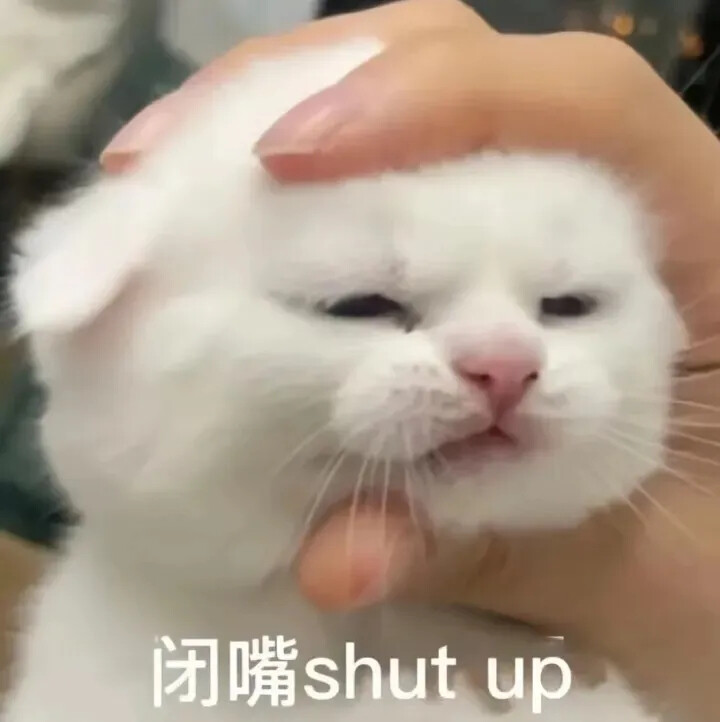 表情包 猫猫