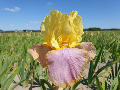 鸢尾花