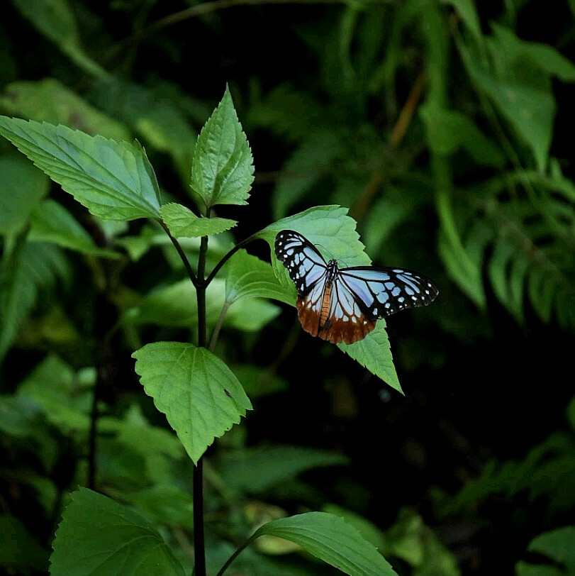 日常