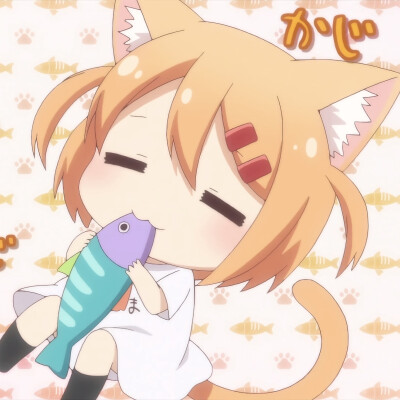 猫咪日记