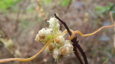 植物果实欣赏：菟丝子果实