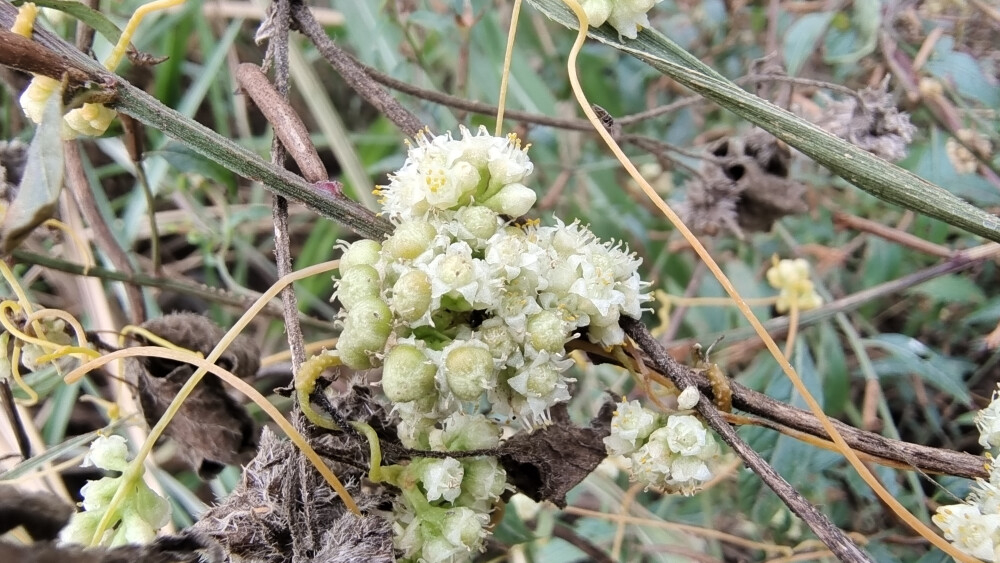 植物果实欣赏：菟丝子果实