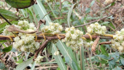 植物果实欣赏：菟丝子果实