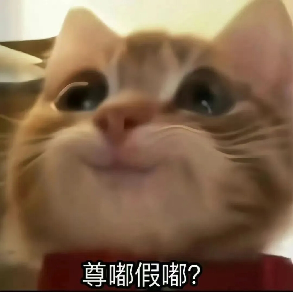 表情包 森贝儿 猫猫