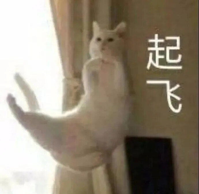 猫猫表情包