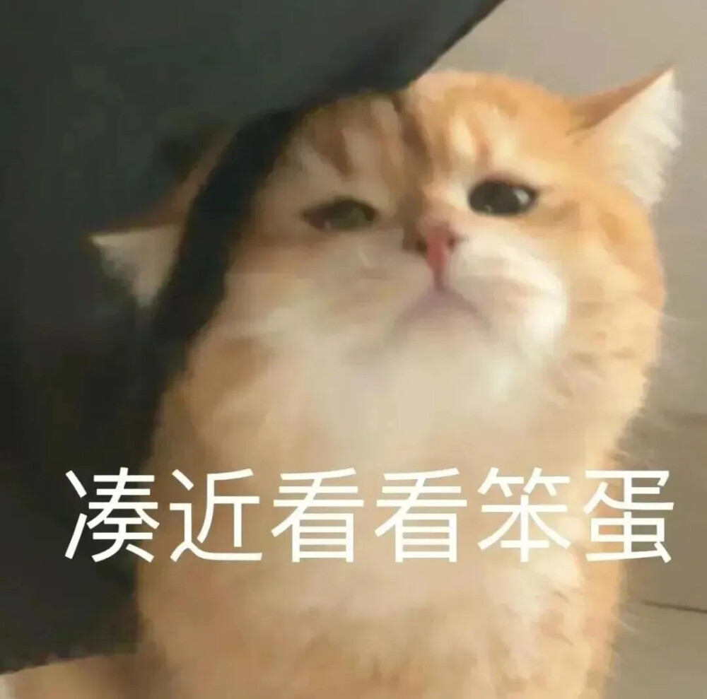 猫猫表情包