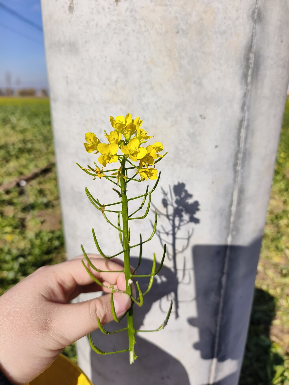 油菜花