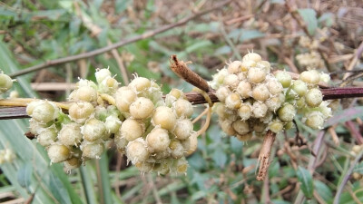 植物果实欣赏：菟丝子果实