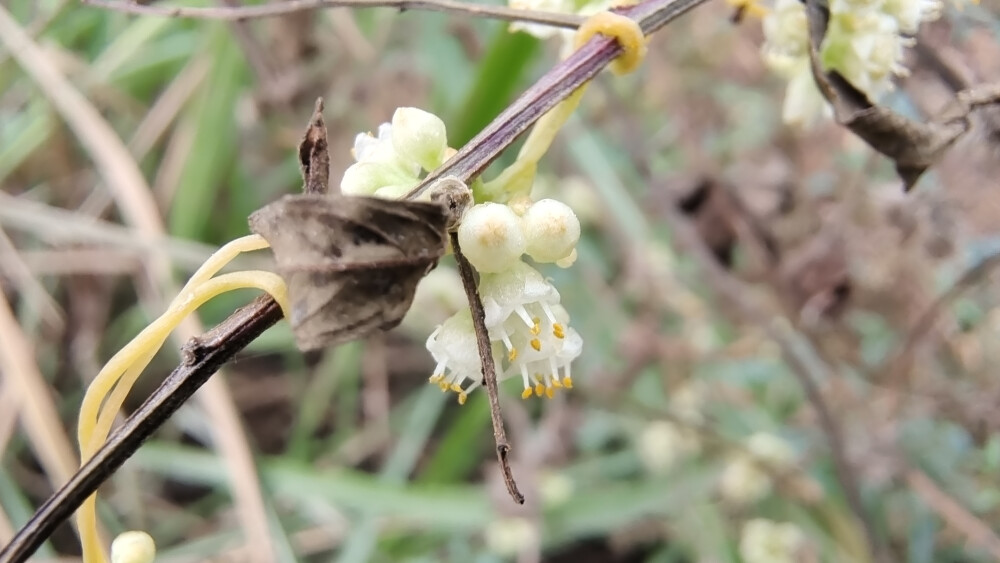 植物果实欣赏：菟丝子果实