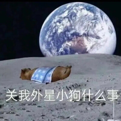 沙雕动物表情包