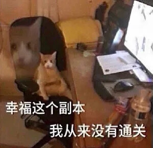 猫猫表情包