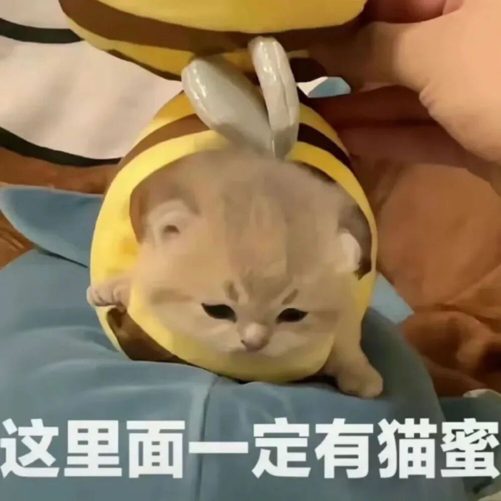 猫猫表情包