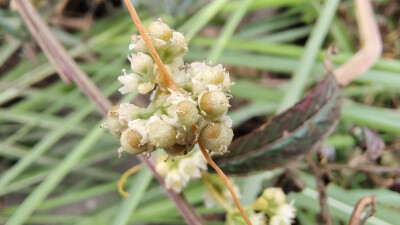 植物果实欣赏：菟丝子果实