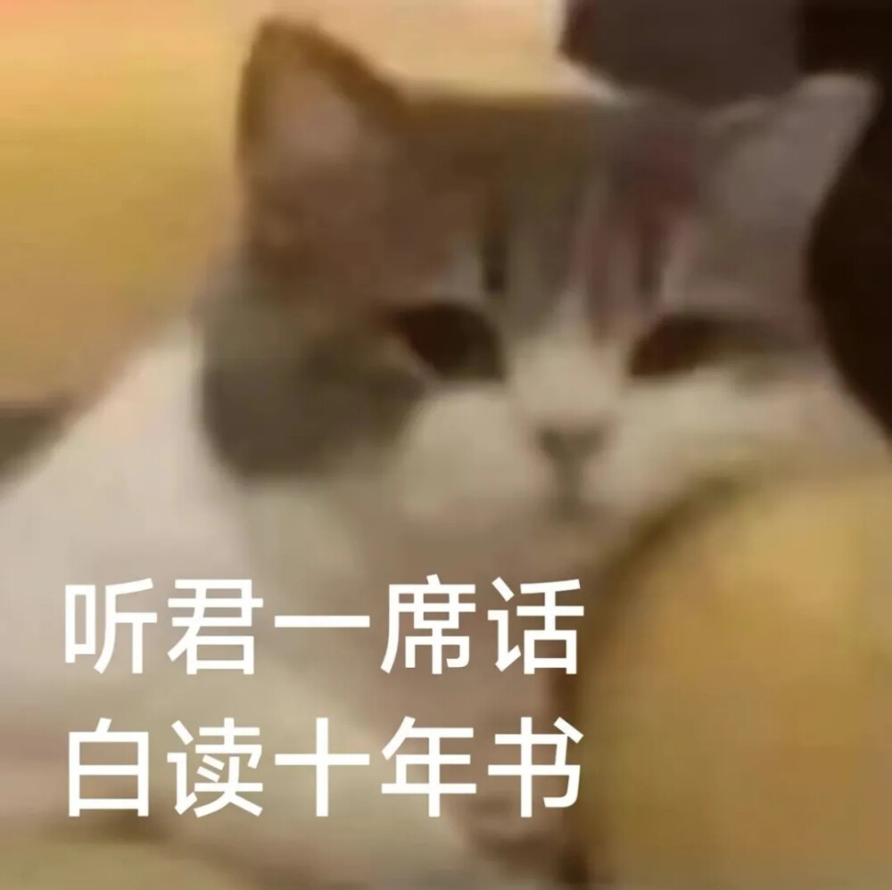 猫猫表情包