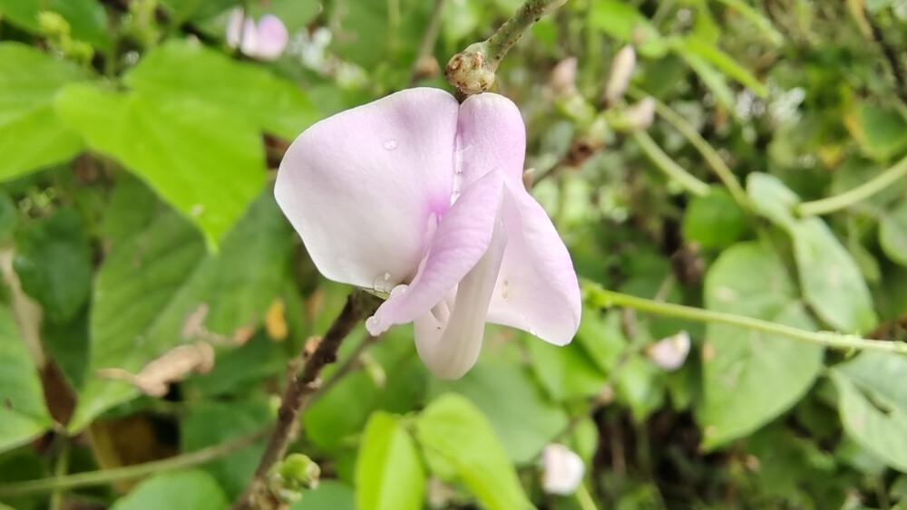 小花也可爱：扁豆花欣赏