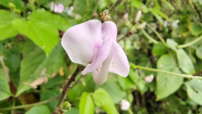 小花也可爱：扁豆花欣赏