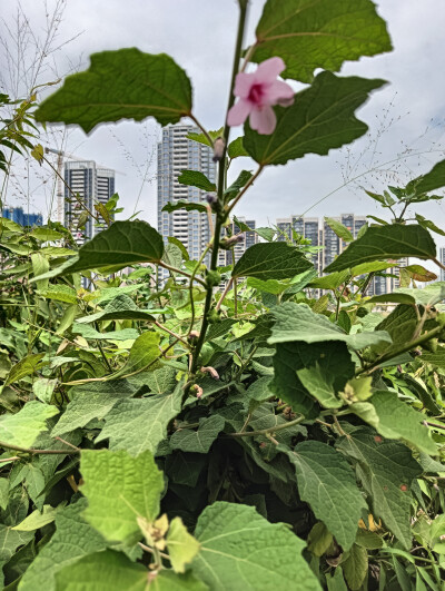 地桃花